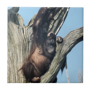 ORANGUTANS TILE