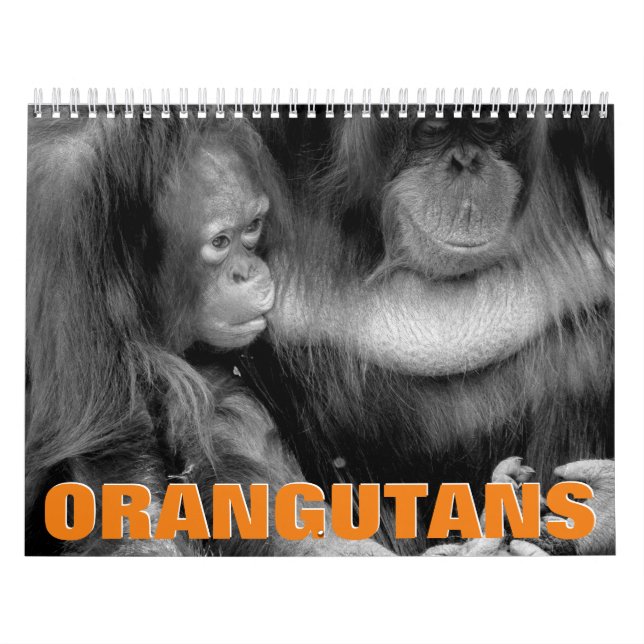 Orangutans Wall Calendar (Cover)