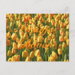 Oranje Boven Orange Tulips Postcard