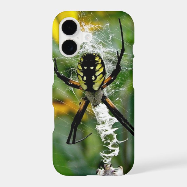 Orb Spider in Web (Back)