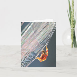 Orb Spider on Web Card