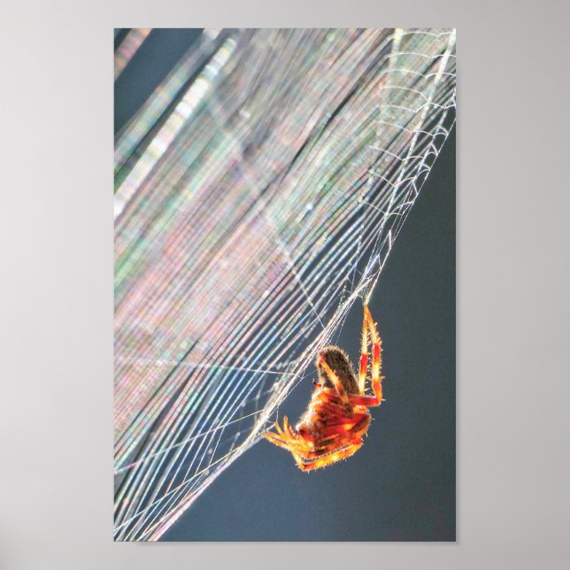 Orb Spider on Web  Poster (Front)