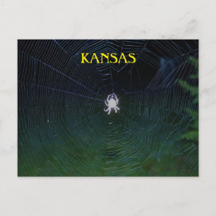 Orb Weaver at Night Postcard