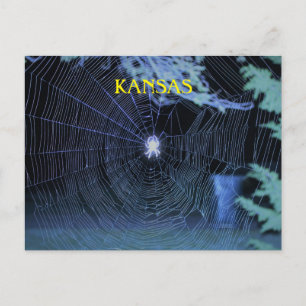 Orb Weaver at Night Postcard