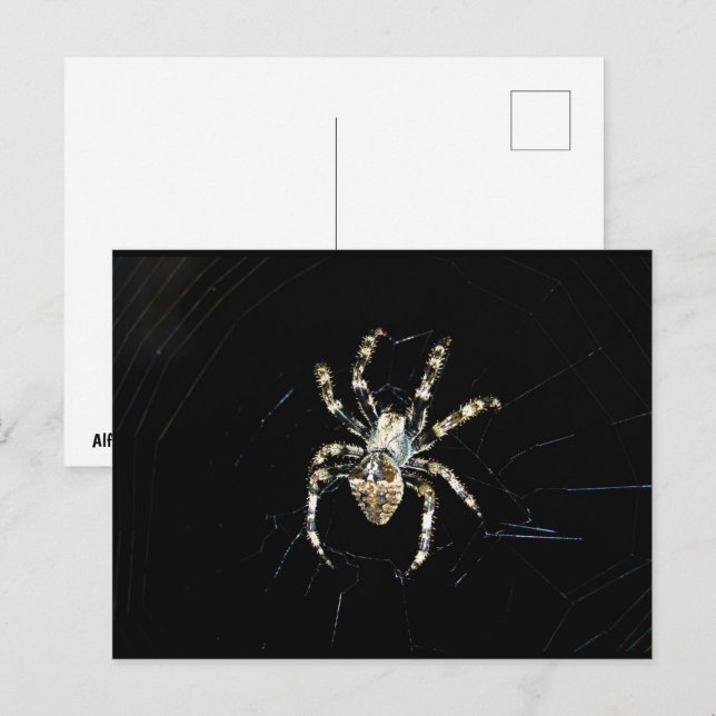 Orb-weaver Spider Postcard (Front/Back)
