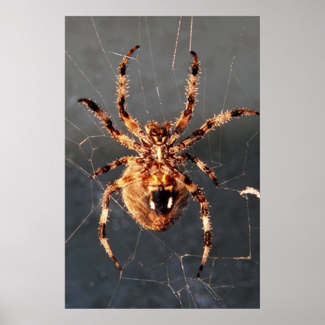 Orb Weaver Spider Poster (Front)