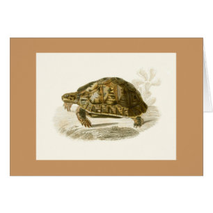 Orbigny - Tortoise - Testudo mauritanica