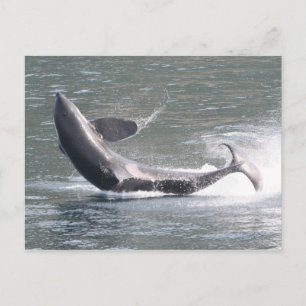 Orca breaching in Alaska Postcard