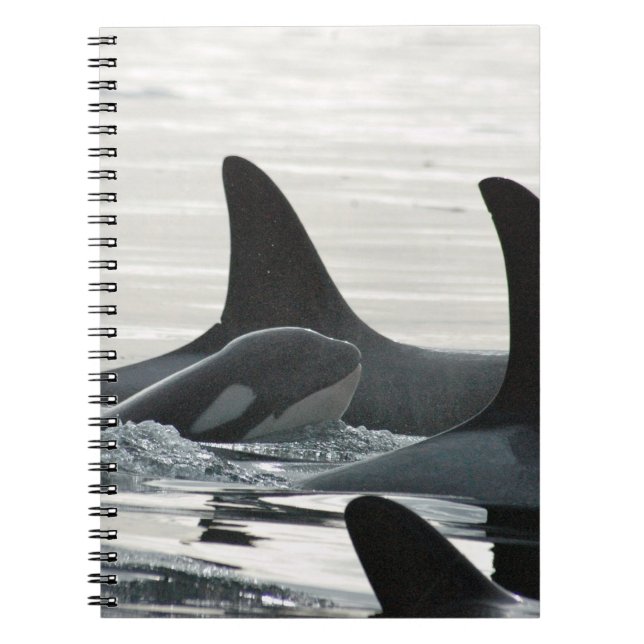 Orca Family Notebook (Front)