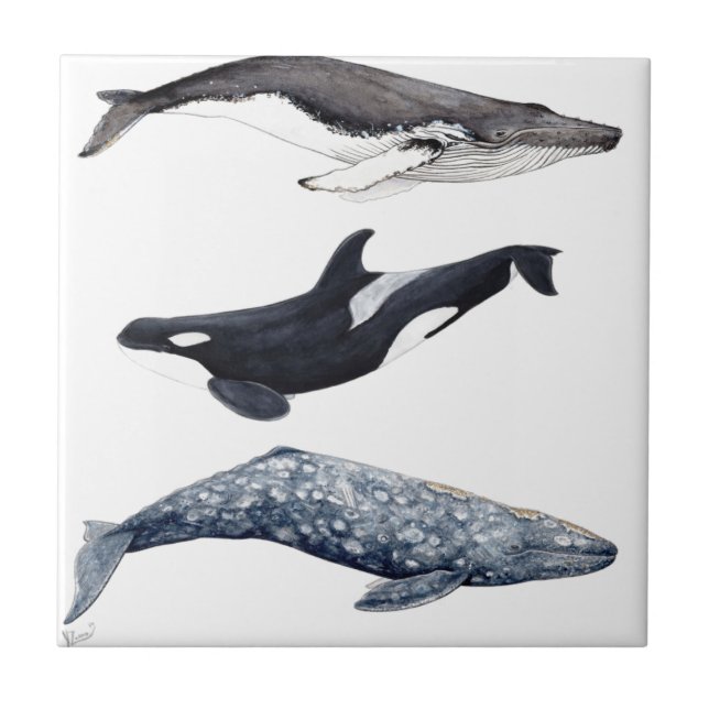 Orca, hunchbacked whale and gray whale tile (Front)