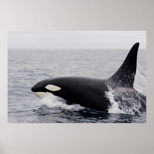 Orca, killer whale, breaching poster (Front)