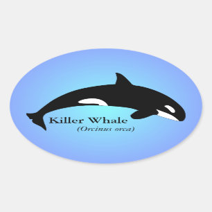 Orca Killer Whale Gradient Blue Oval Sticker