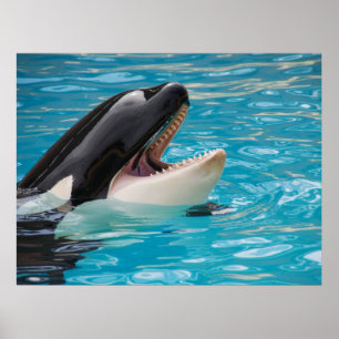 Orca, Killer Whale Poster