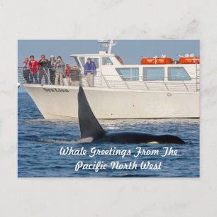 Orca Killer Whale -transient, washington Postcard
