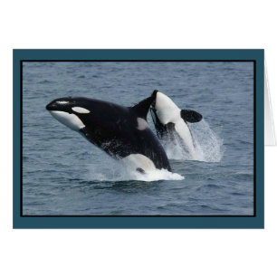 Orca Killer Whales Breaching