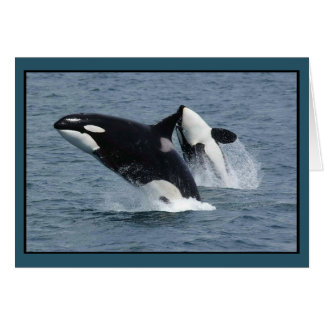Orca Killer Whales Breaching