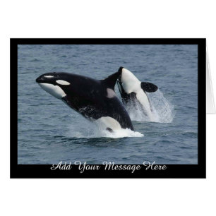 Orca Killer Whales Breaching Add Your Message