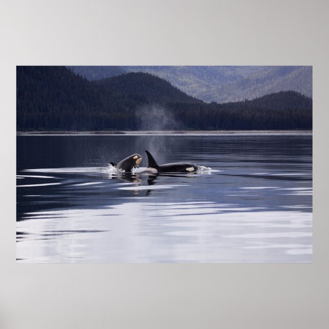 Orca | Killer Whales Breaching Poster (Front)