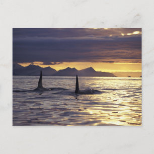 Orca or Killer whales Postcard