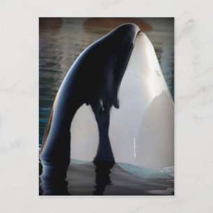 Orca Postcard
