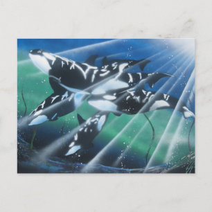Orca Postcard