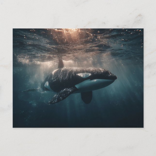 Orca Swimming in Deep Water Postcard (Front)