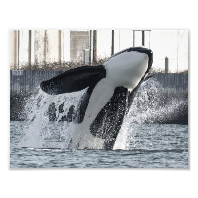 Orca Thor T046E Guemes Chanel Photo Print (Front)