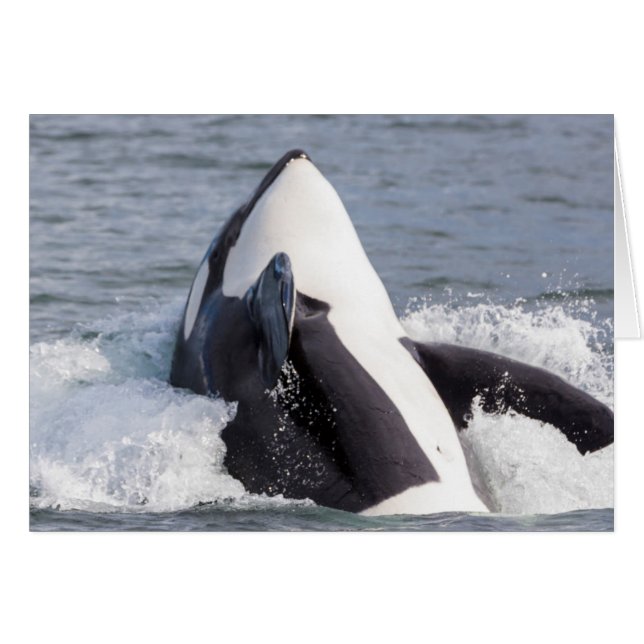 Orca whale breaching (Front Horizontal)