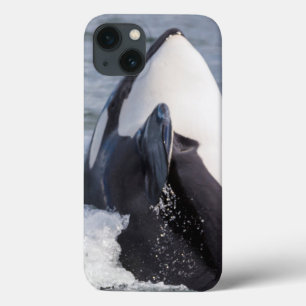 Orca whale breaching iPhone 13 case