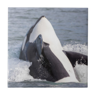 Orca whale breaching ceramic tile