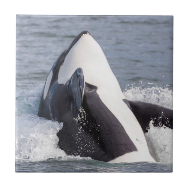 Orca whale breaching ceramic tile (Front)