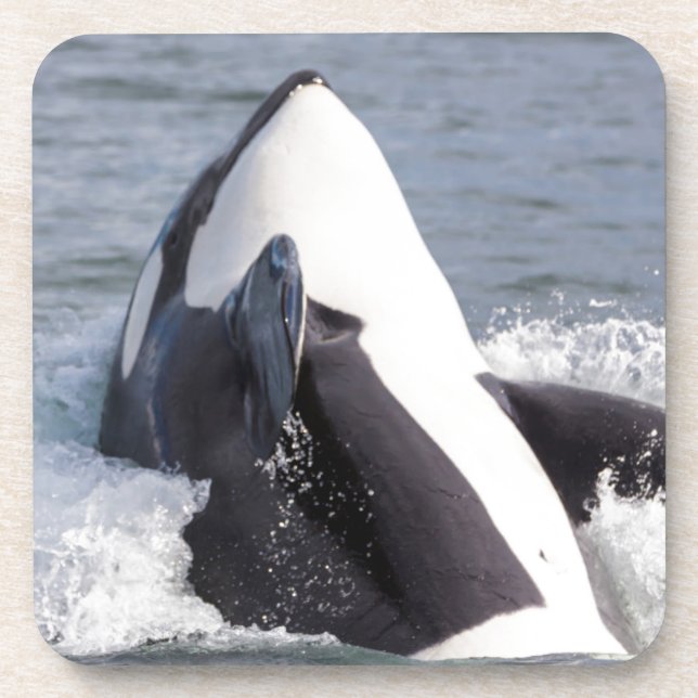 Orca whale breaching coaster (Front)