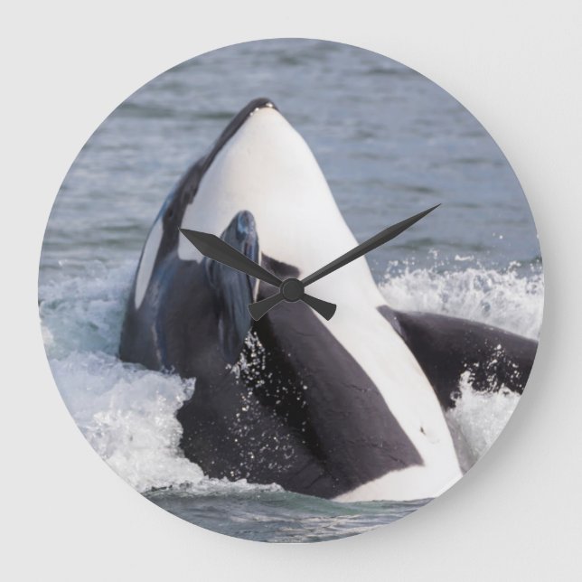 Orca whale breaching large clock (Front)