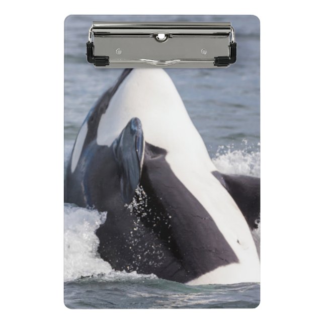 Orca whale breaching mini clipboard (Front)