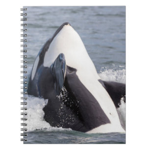 Orca whale breaching notebook