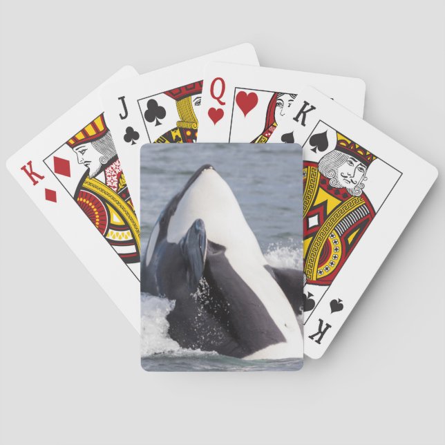 Orca whale breaching playing cards (Back)