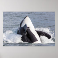 Orca whale breaching
