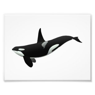 Orca whale illustration - Choose background colour Photo Print