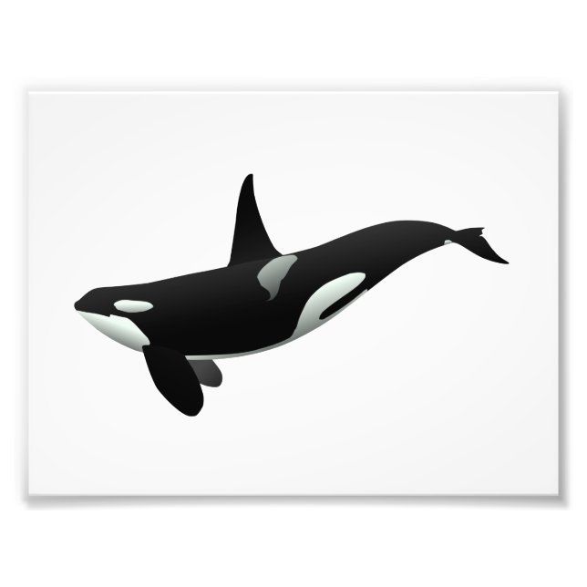 Orca whale illustration - Choose background colour Photo Print (Front)