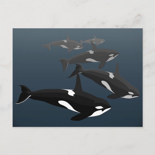 Orca Whale Postcards Custom Killer Whale Art Cards (Front)