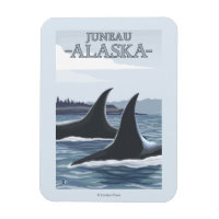Orca Whales #1 - Juneau, Alaska