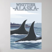Orca Whales #1 - Whittier, Alaska