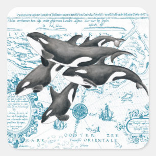 Orca  whales ancient blue square sticker
