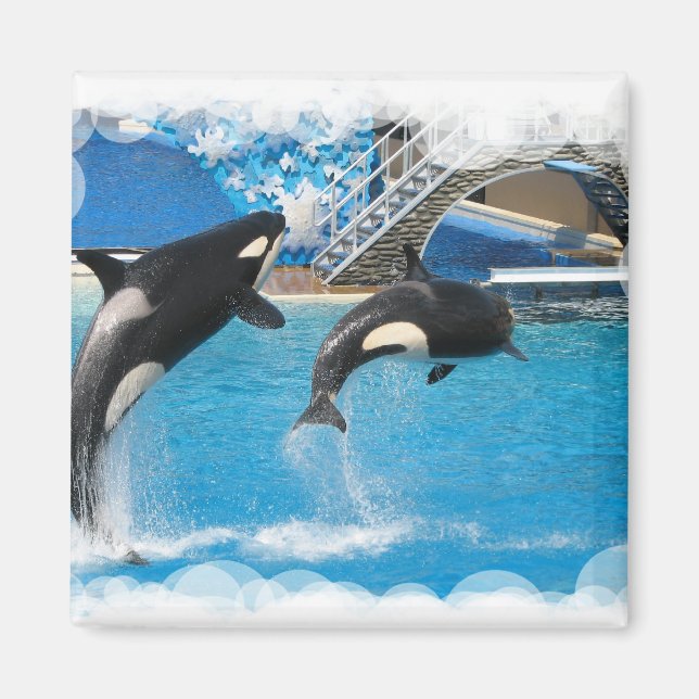 Orca Whales Magnet (Front)