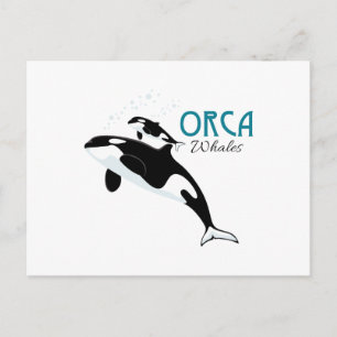 Orca Whales Postcard