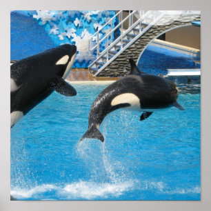 Orca Whales Print