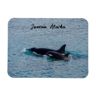 Orcas - Juneau, Alaska - Travel Souvenir Magnet
