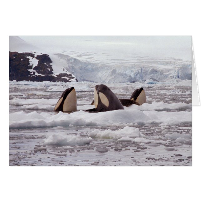 Orcas Spyhopping Card (Front Horizontal)