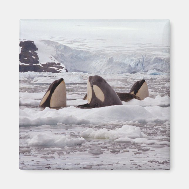 Orcas Spyhopping Magnet (Front)