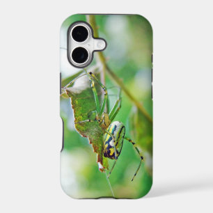 Orchard Orbweaver Spider - Leucauge venusta
